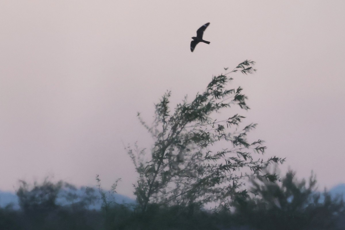 Lesser Nighthawk - Brendan B