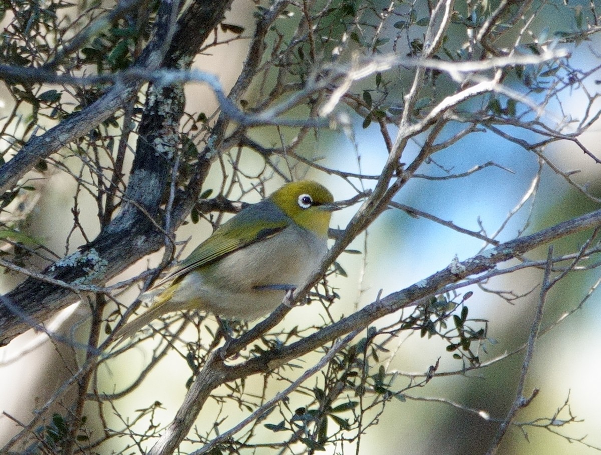 Silvereye - Norm Clayton