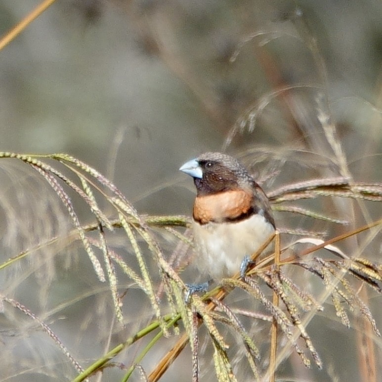 Chestnut-breasted Munia - Norm Clayton