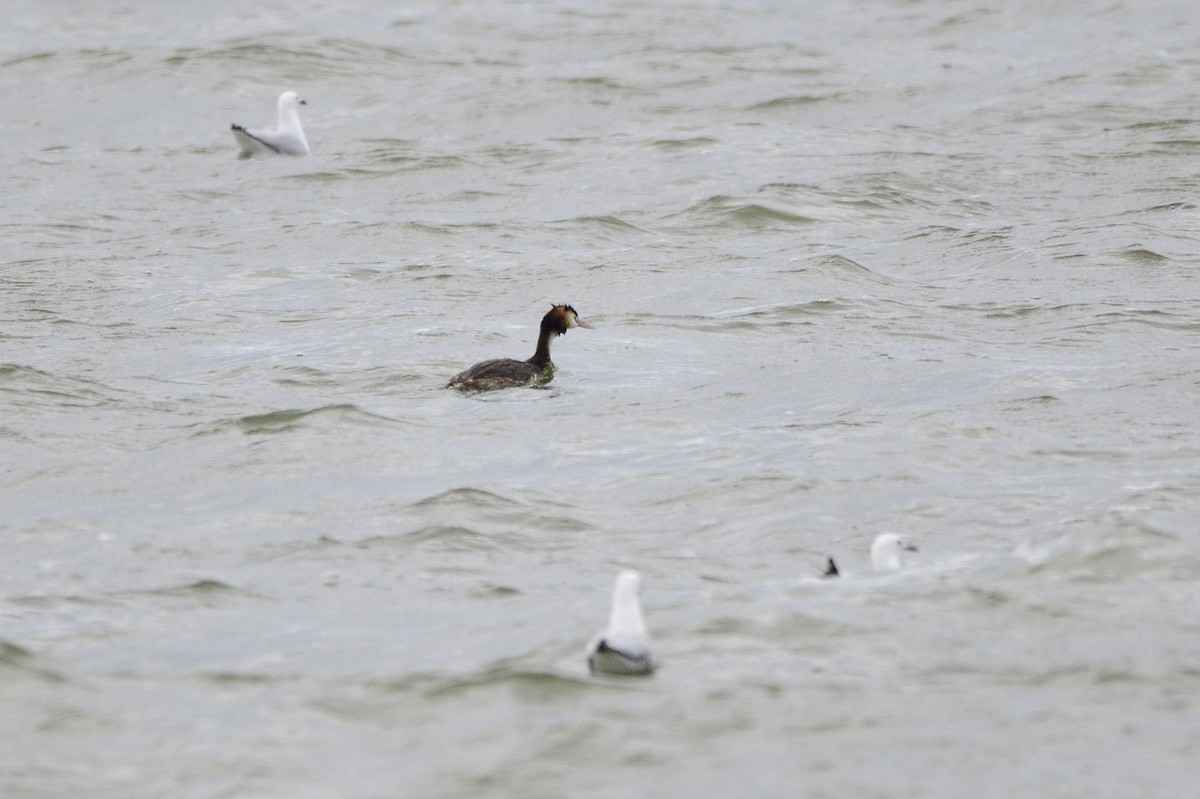 Great Crested Grebe - Ken Crawley