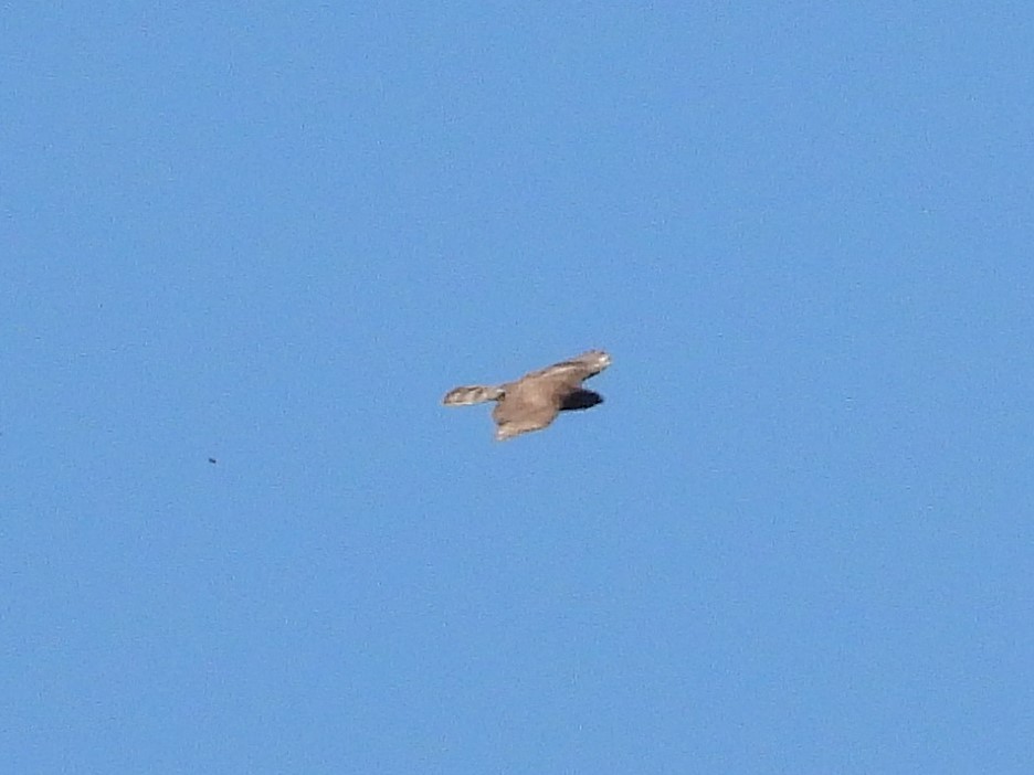 Gray-faced Buzzard - ML619389257