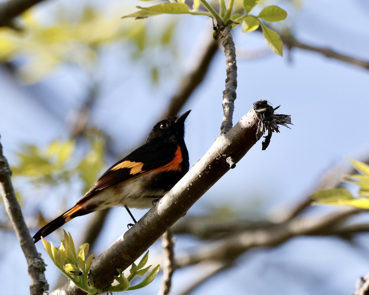 American Redstart - Cate Hopkinson