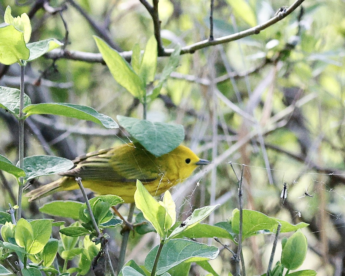 Yellow Warbler - Cate Hopkinson