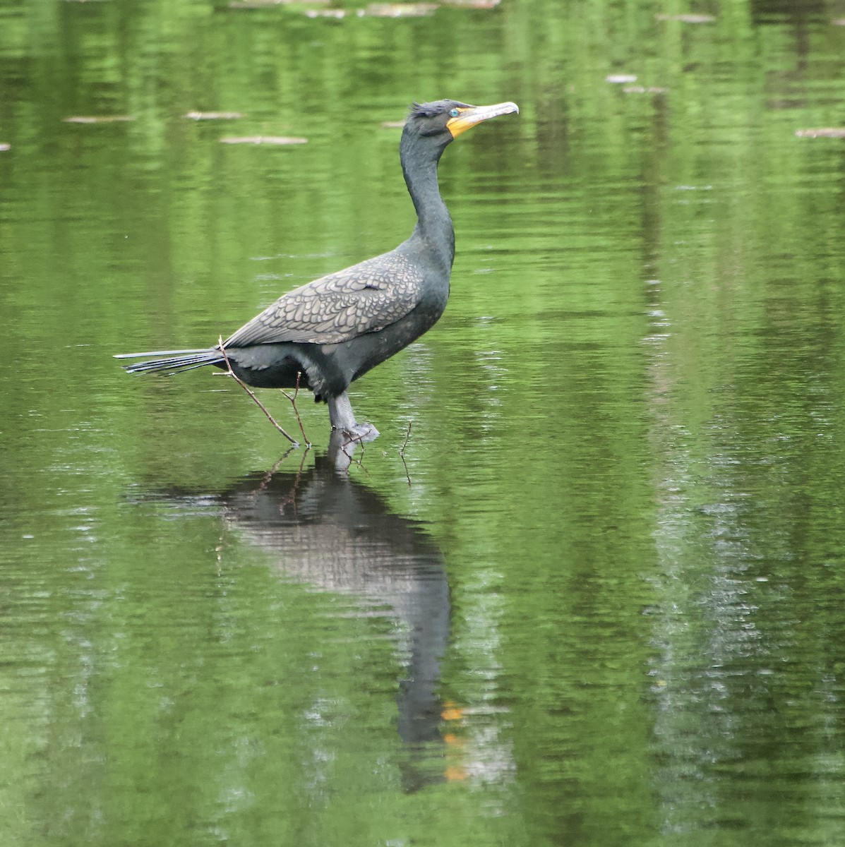 Double-crested Cormorant - Thomas Michel