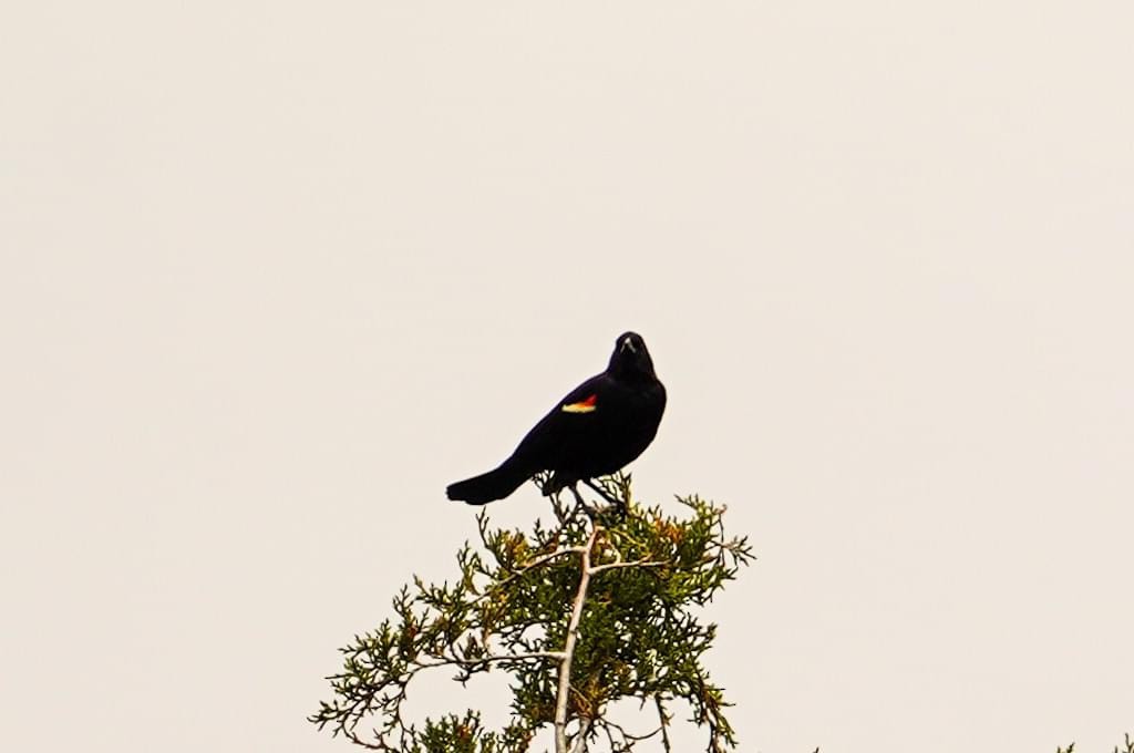 Red-winged Blackbird - Calvin Rees