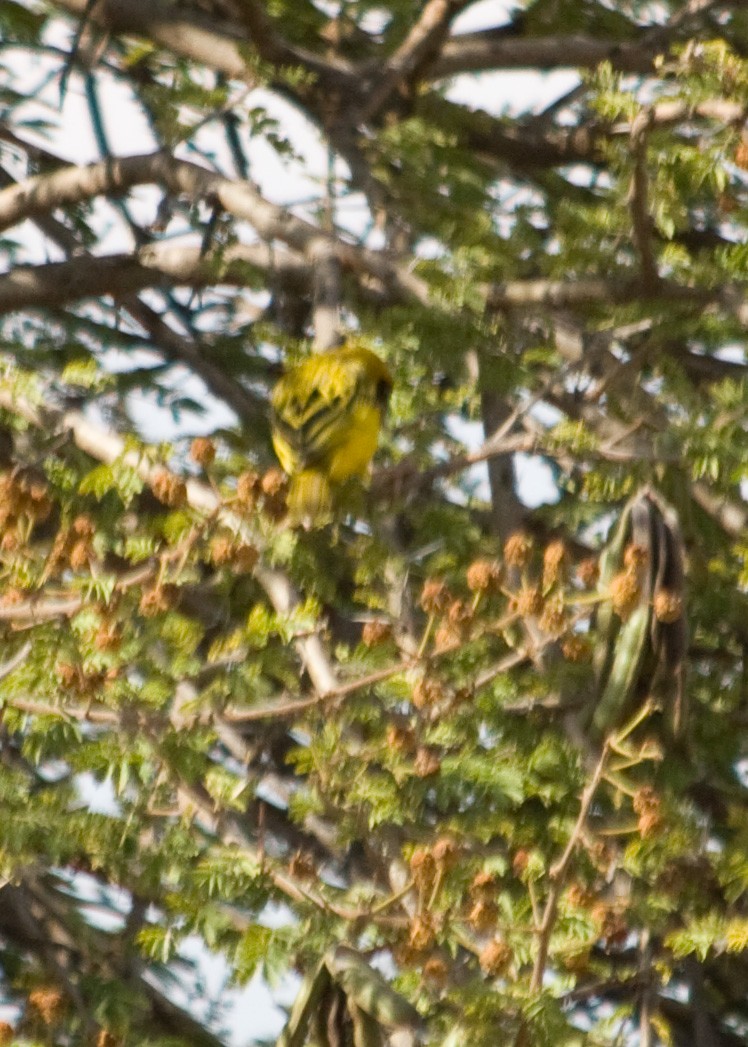 Vitelline Masked-Weaver - Tim Harrop