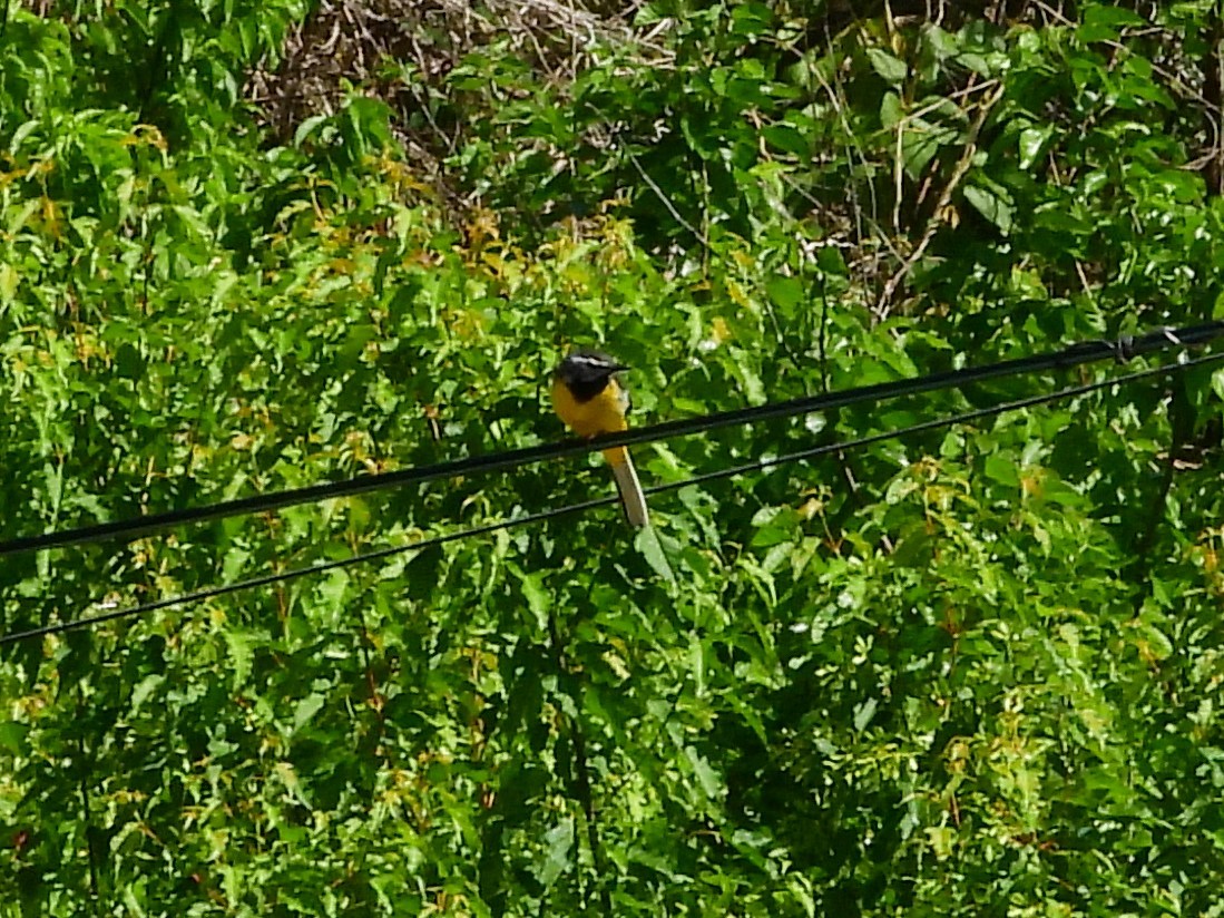 Gray Wagtail - Suyoung Lee