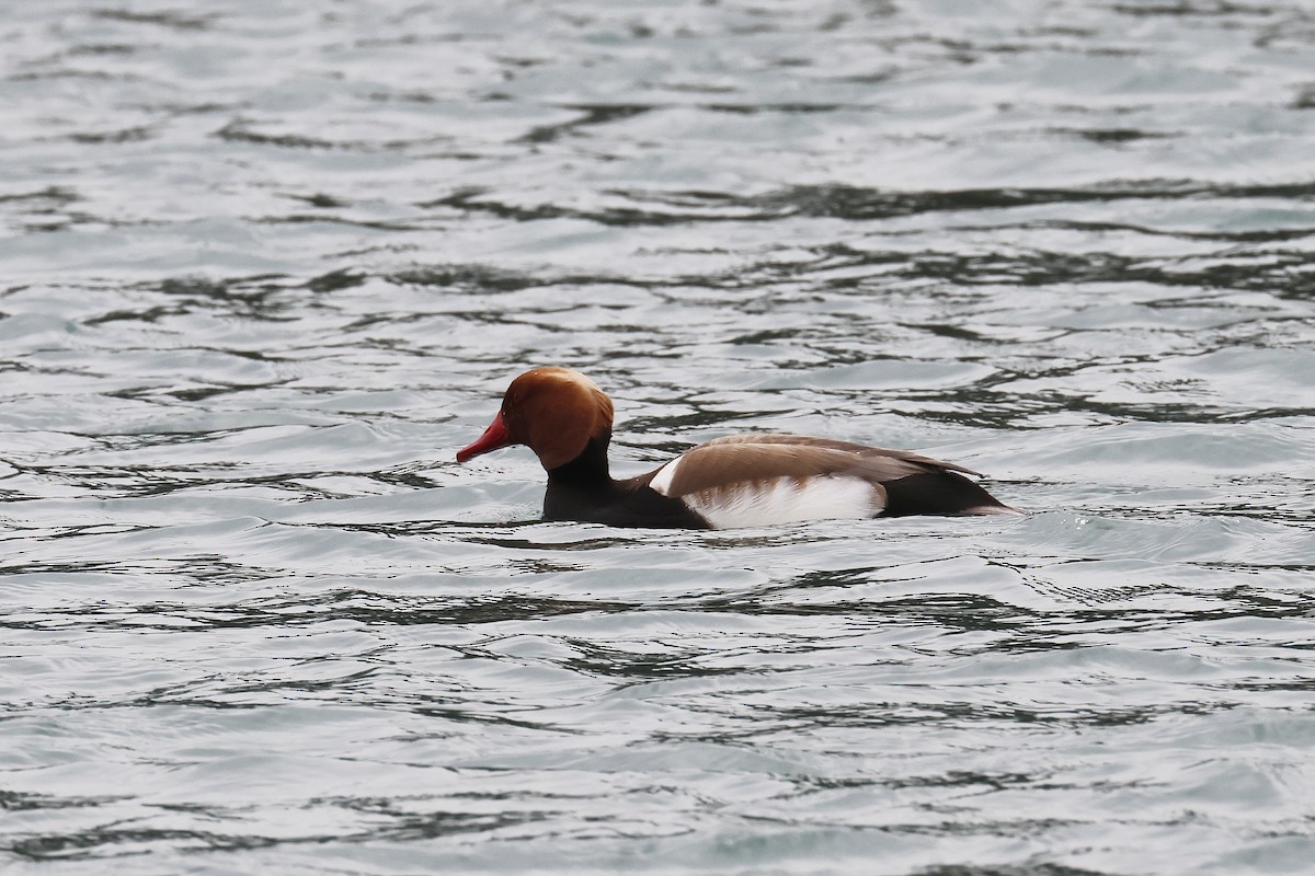 Red-crested Pochard - Fabrice Schmitt