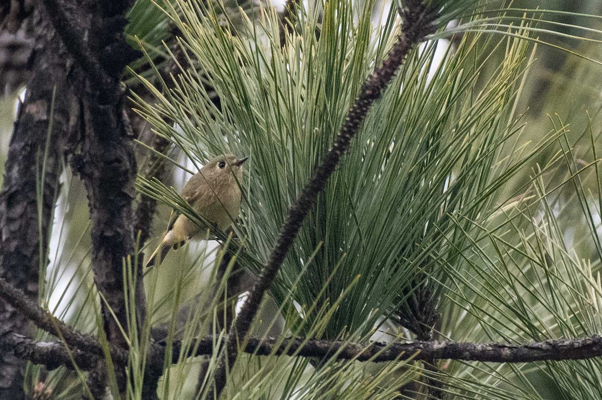 Ruby-crowned Kinglet - Johnny Wilson