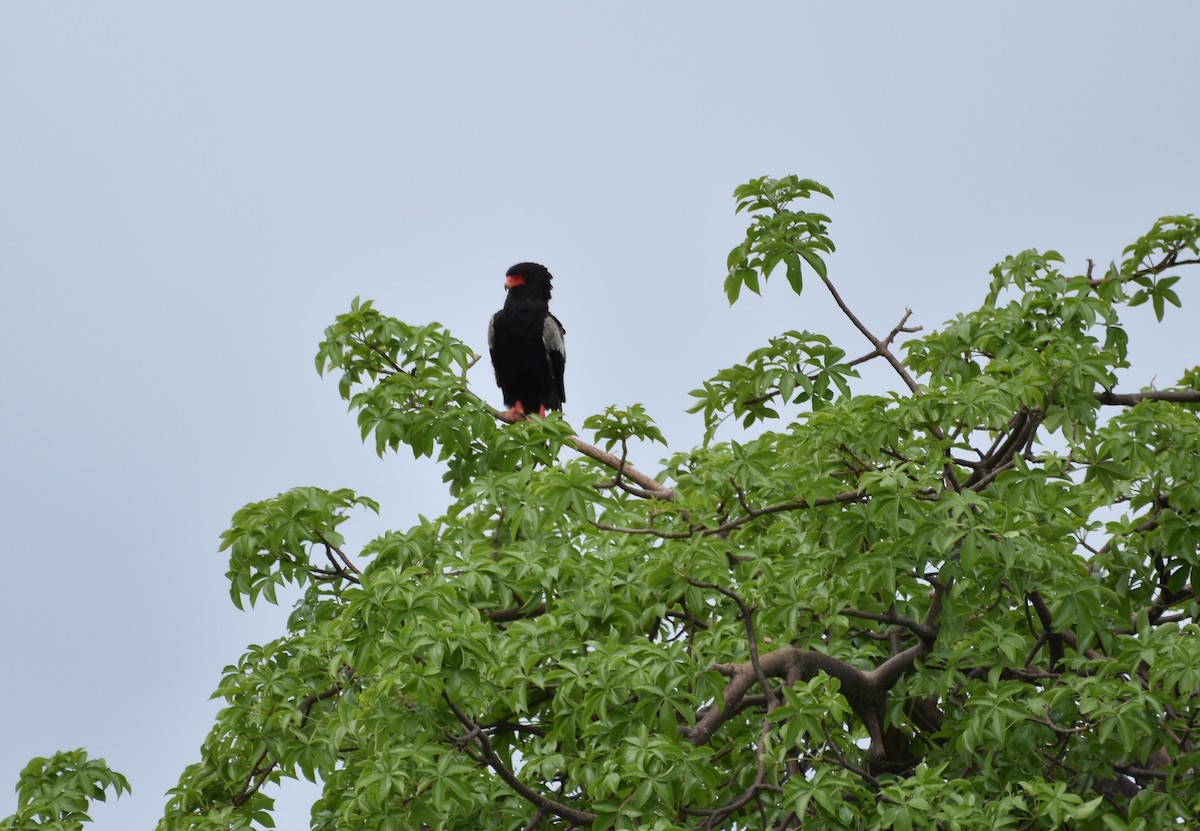 Águila Volatinera - ML619389314