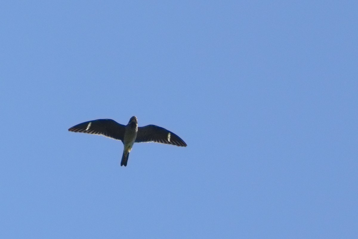 Common Nighthawk - Shawn Miller