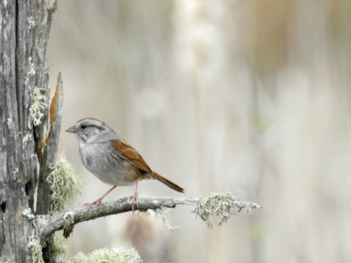Swamp Sparrow - Richard Lepage