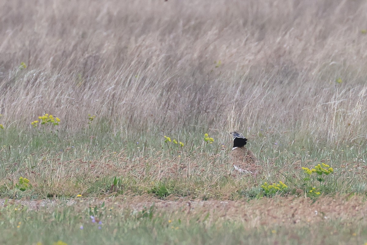 Little Bustard - Fabrice Schmitt