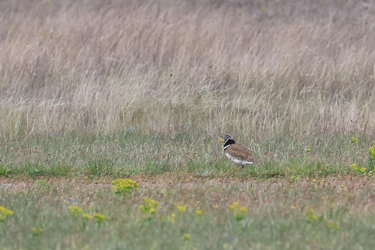 Little Bustard - Fabrice Schmitt