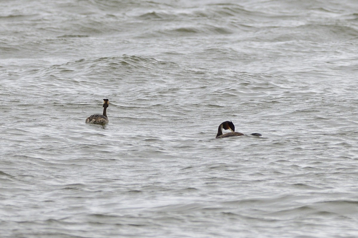 Great Crested Grebe - Ken Crawley