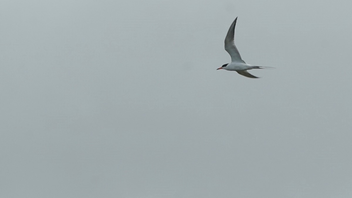 Forster's Tern - Indira Thirkannad