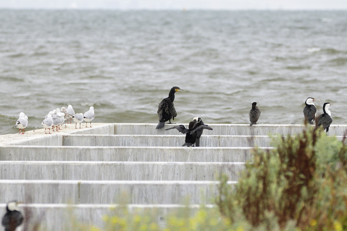 Great Cormorant - Ken Crawley