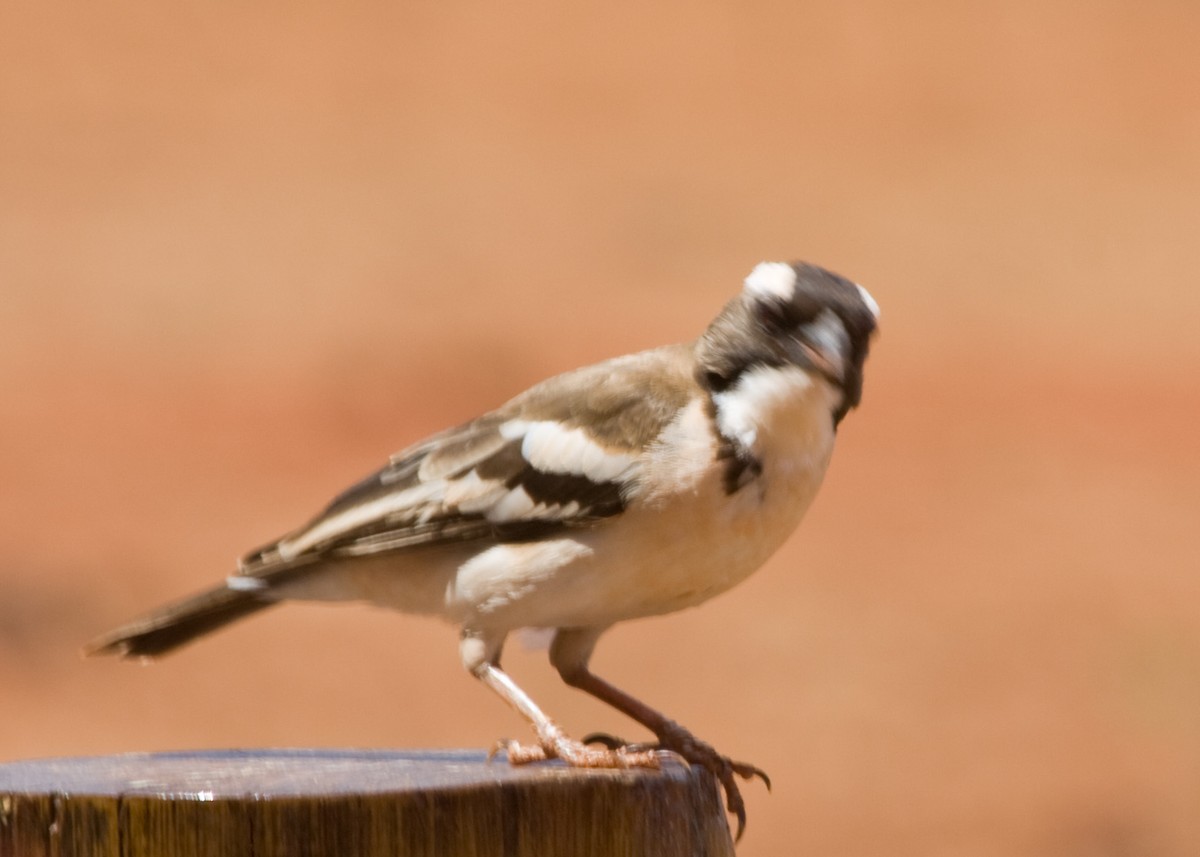 White-browed Sparrow-Weaver - Tim Harrop