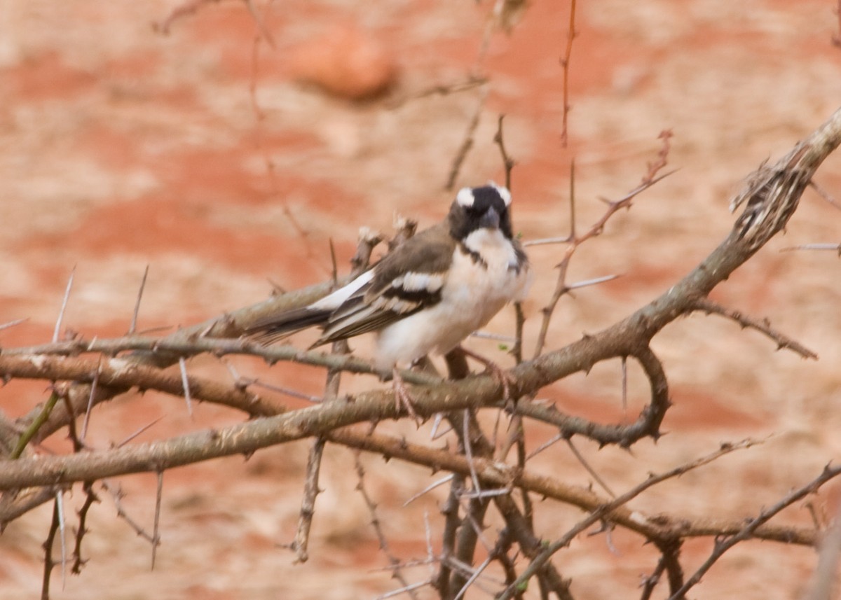 White-browed Sparrow-Weaver - Tim Harrop