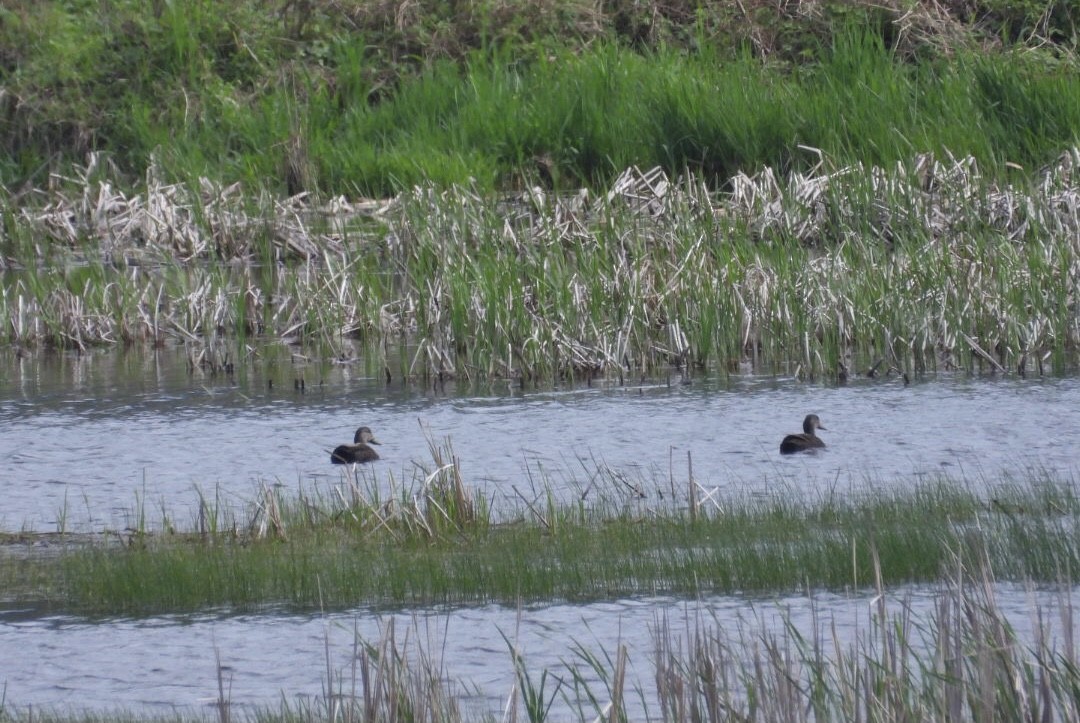 American Black Duck - Manon Guglia