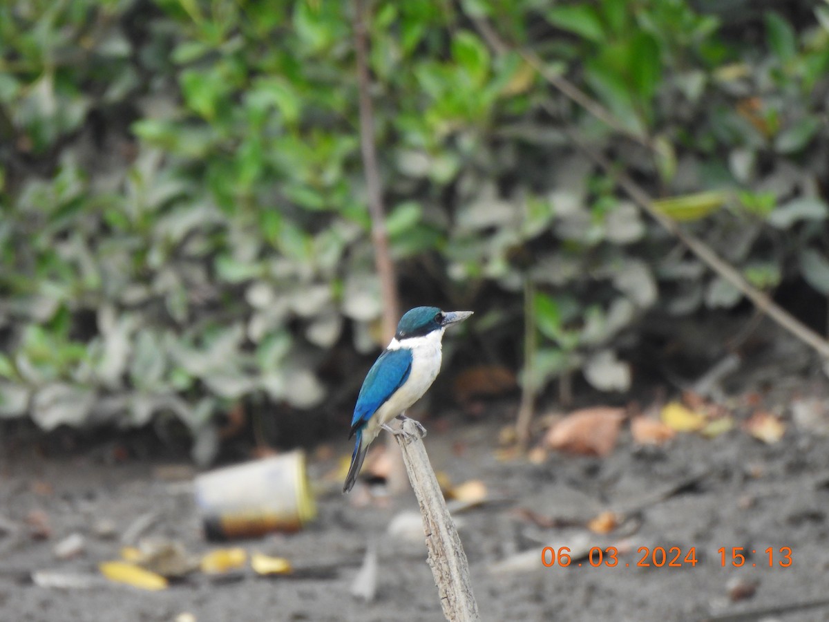 Collared Kingfisher - Muralidharan S
