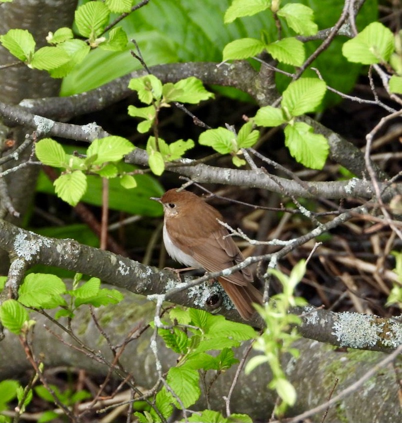 Veery - Manon Guglia