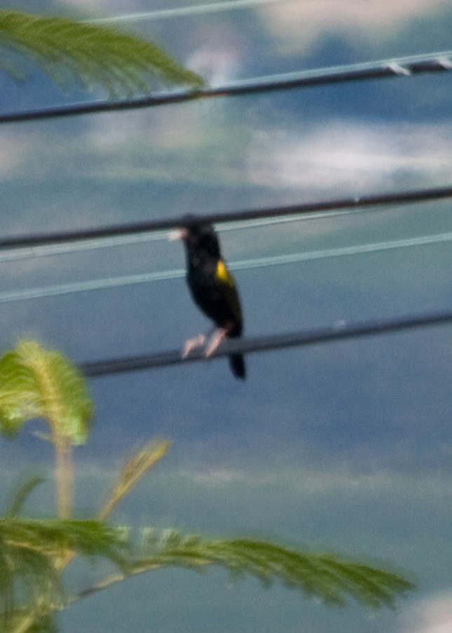 Yellow Bishop - Tim Harrop