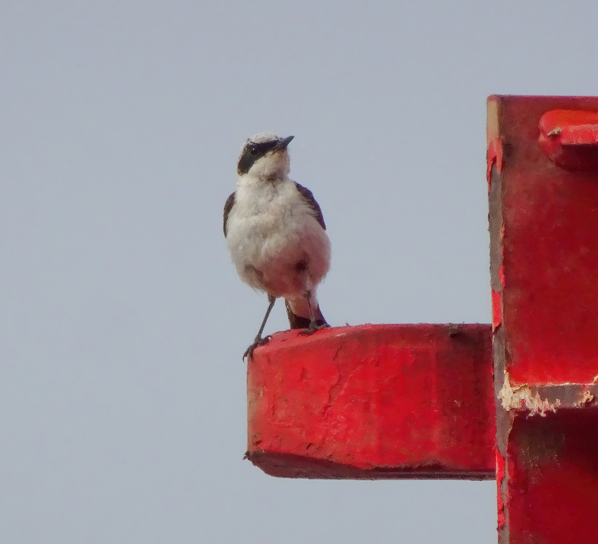 Eastern Black-eared Wheatear - Kevin Pearce