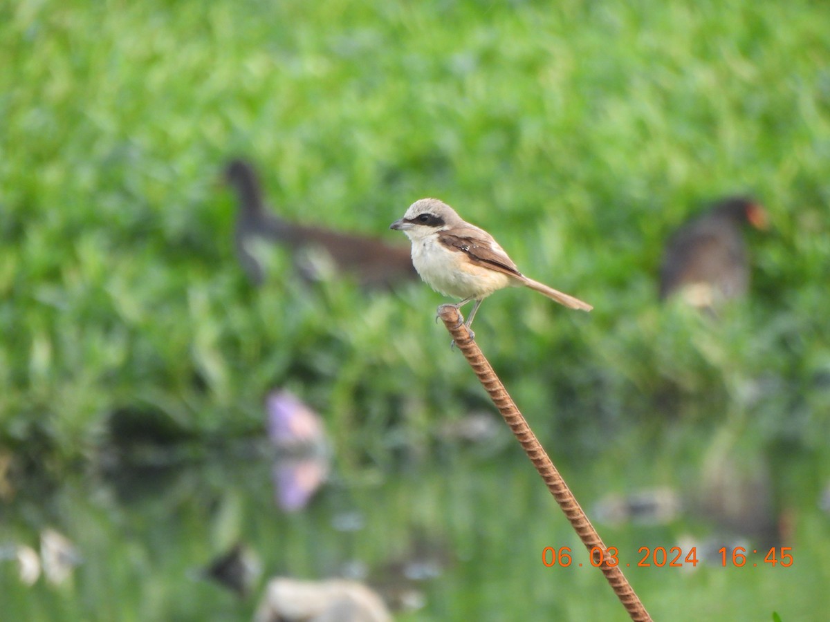 Alcaudón Pardo (lucionensis) - ML619389389