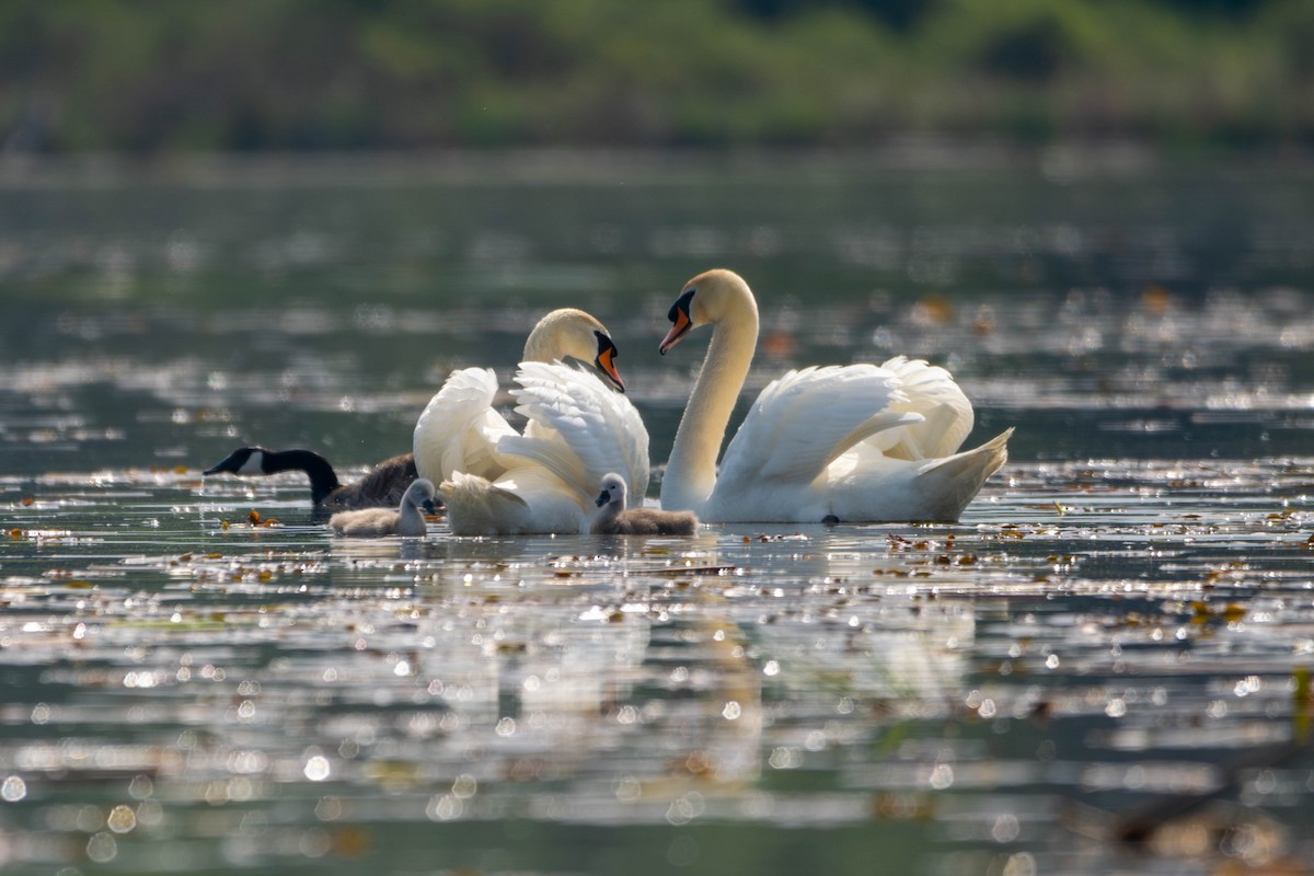 Mute Swan - ML619389405