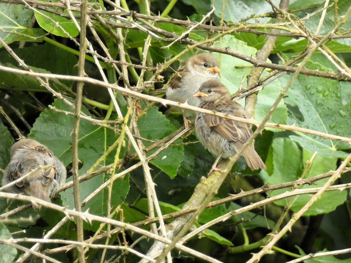 House Sparrow - J. Carlos Alvar Cervinho