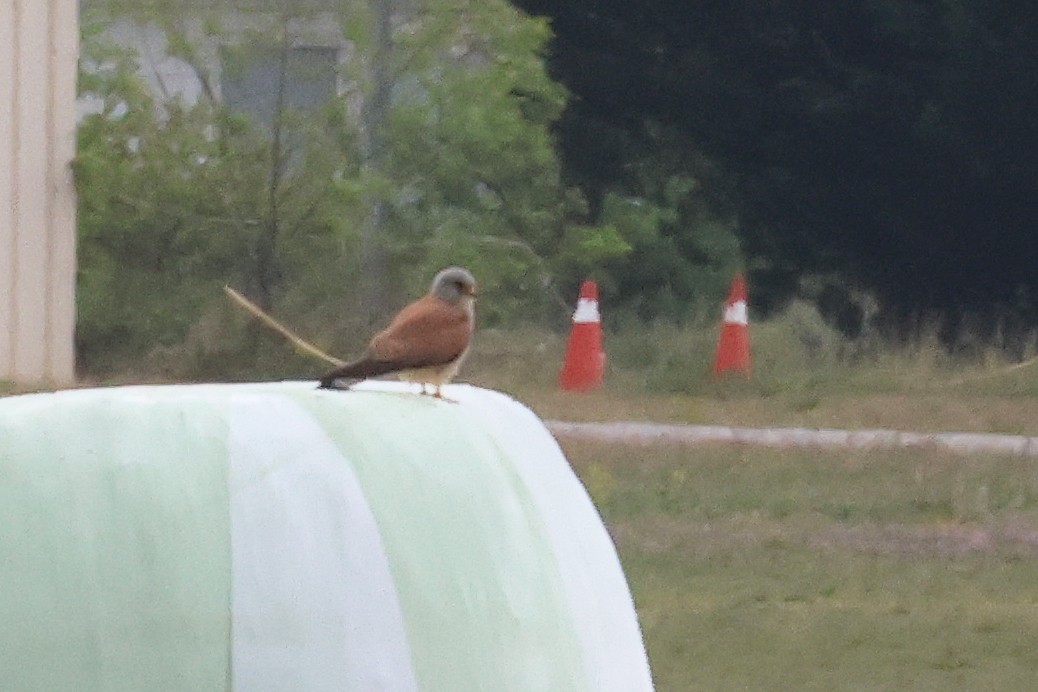 Lesser Kestrel - Fabrice Schmitt