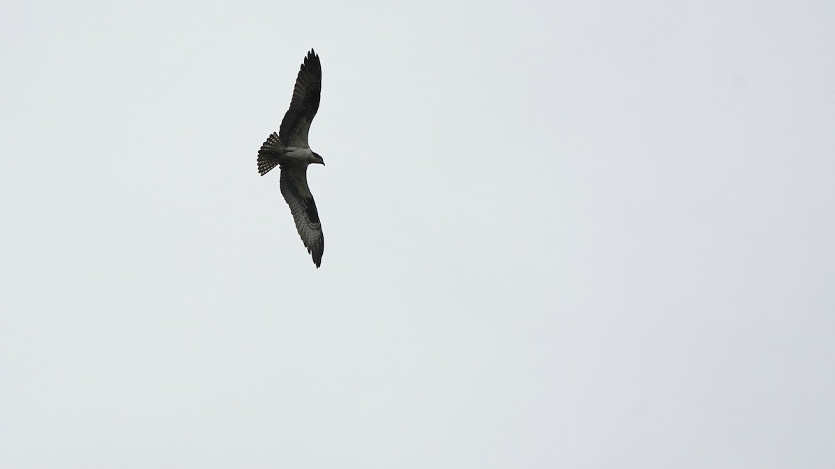 Osprey - Indira Thirkannad