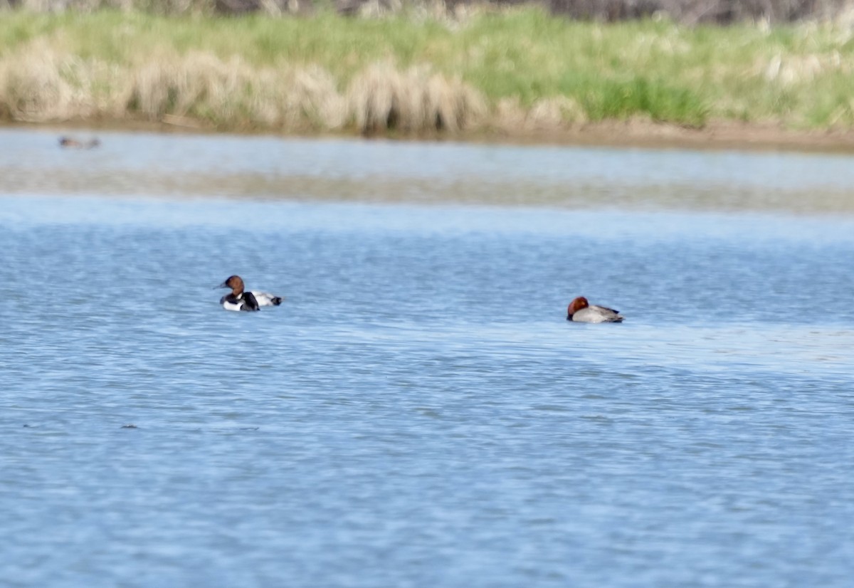 Canvasback - ML619389413