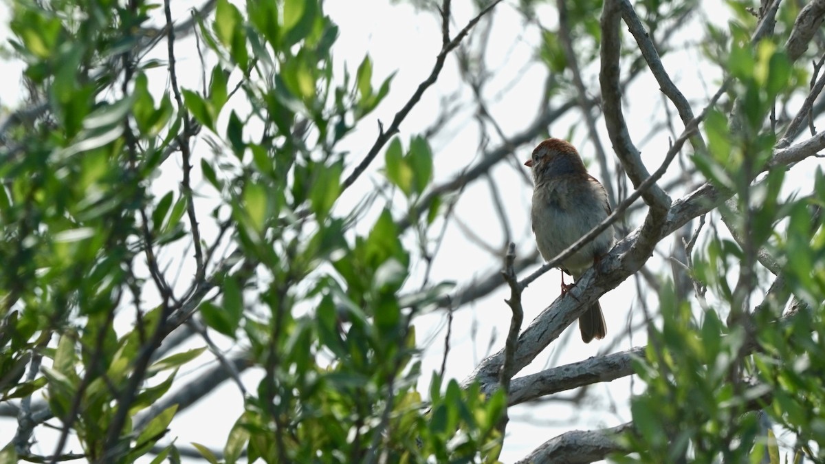 Field Sparrow - Indira Thirkannad