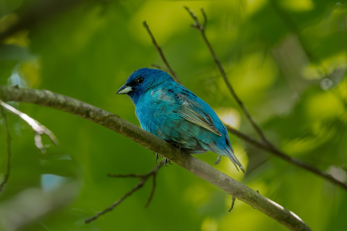 Indigo Bunting - Doug Norwood