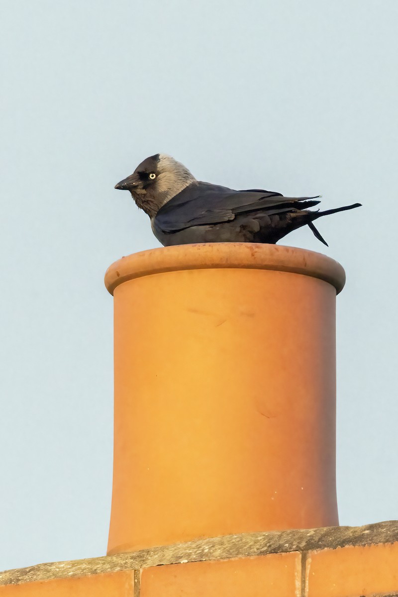 Eurasian Jackdaw - Richard Styles