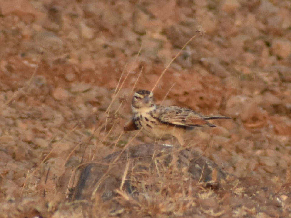 Indian Bushlark - Dilip Savalia