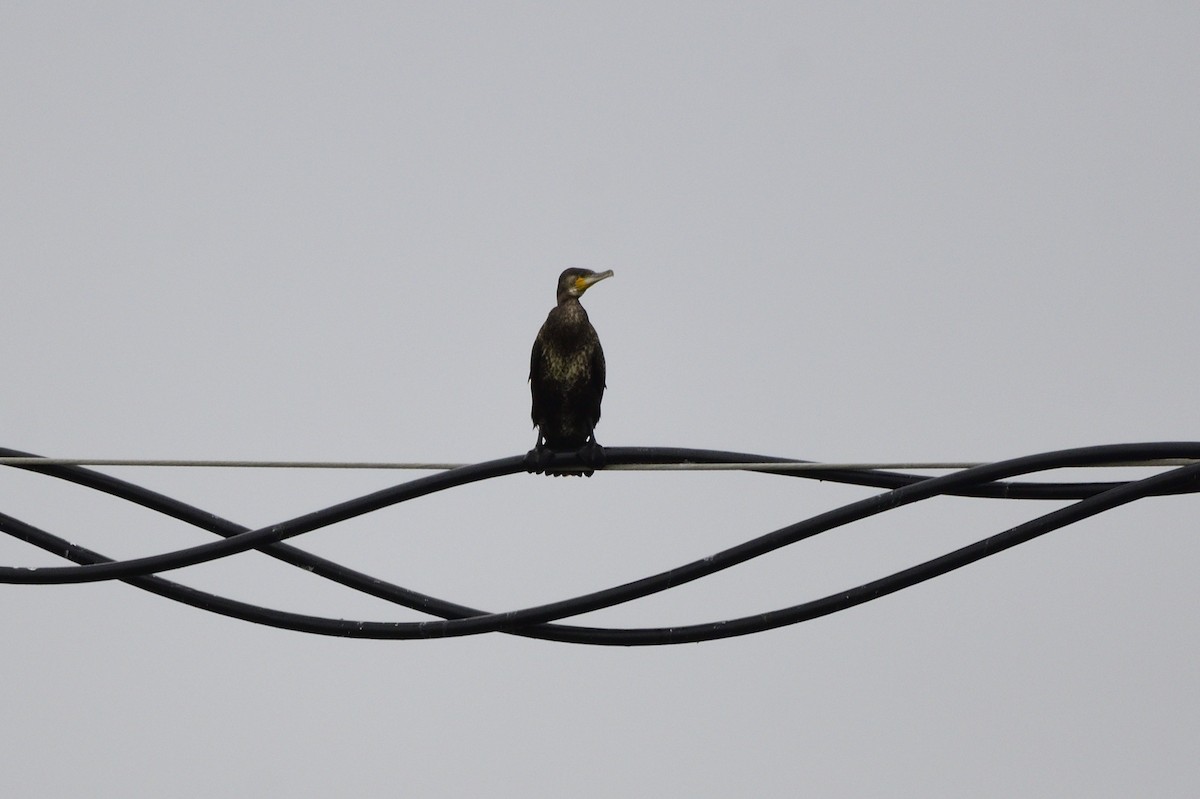 Great Cormorant - Ken Crawley