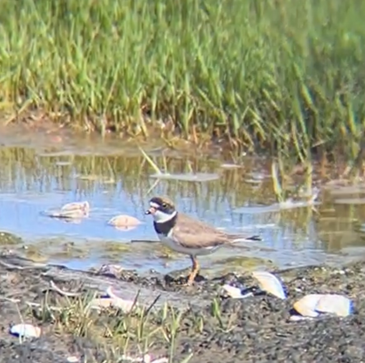 Semipalmated Plover - Amelia Szosz