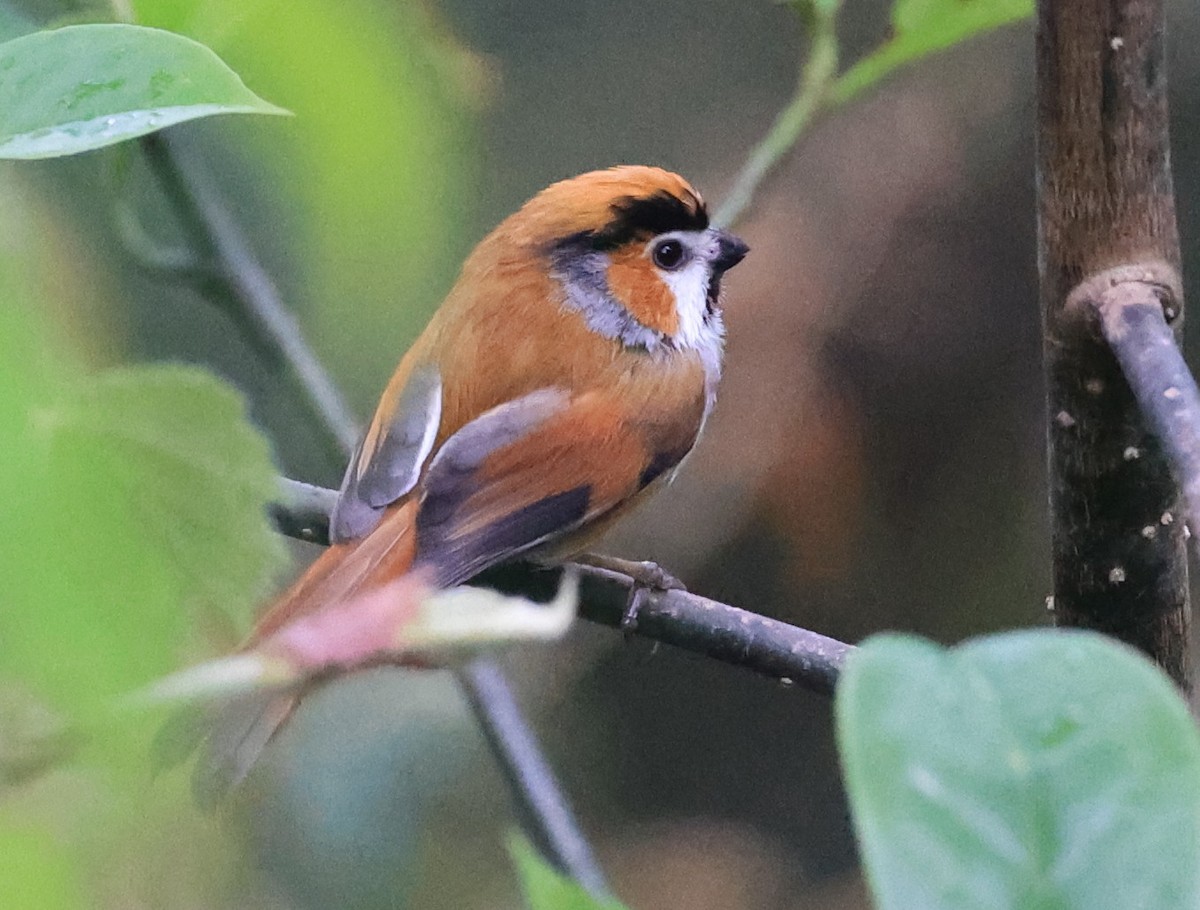 Black-throated Parrotbill - ML619389431