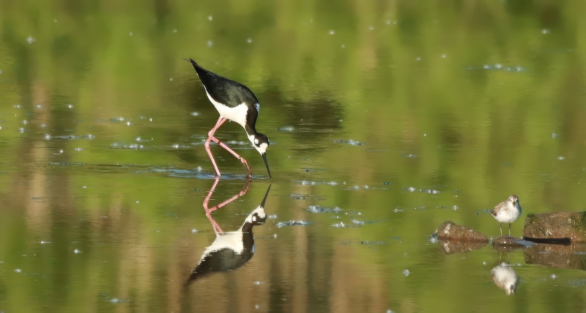 Black-necked Stilt - ML619389433