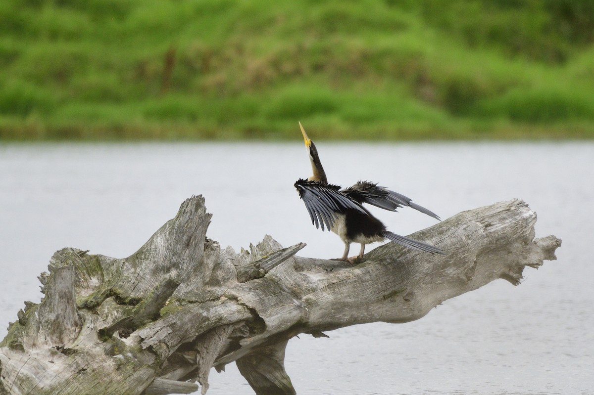 Australasian Darter - Ken Crawley