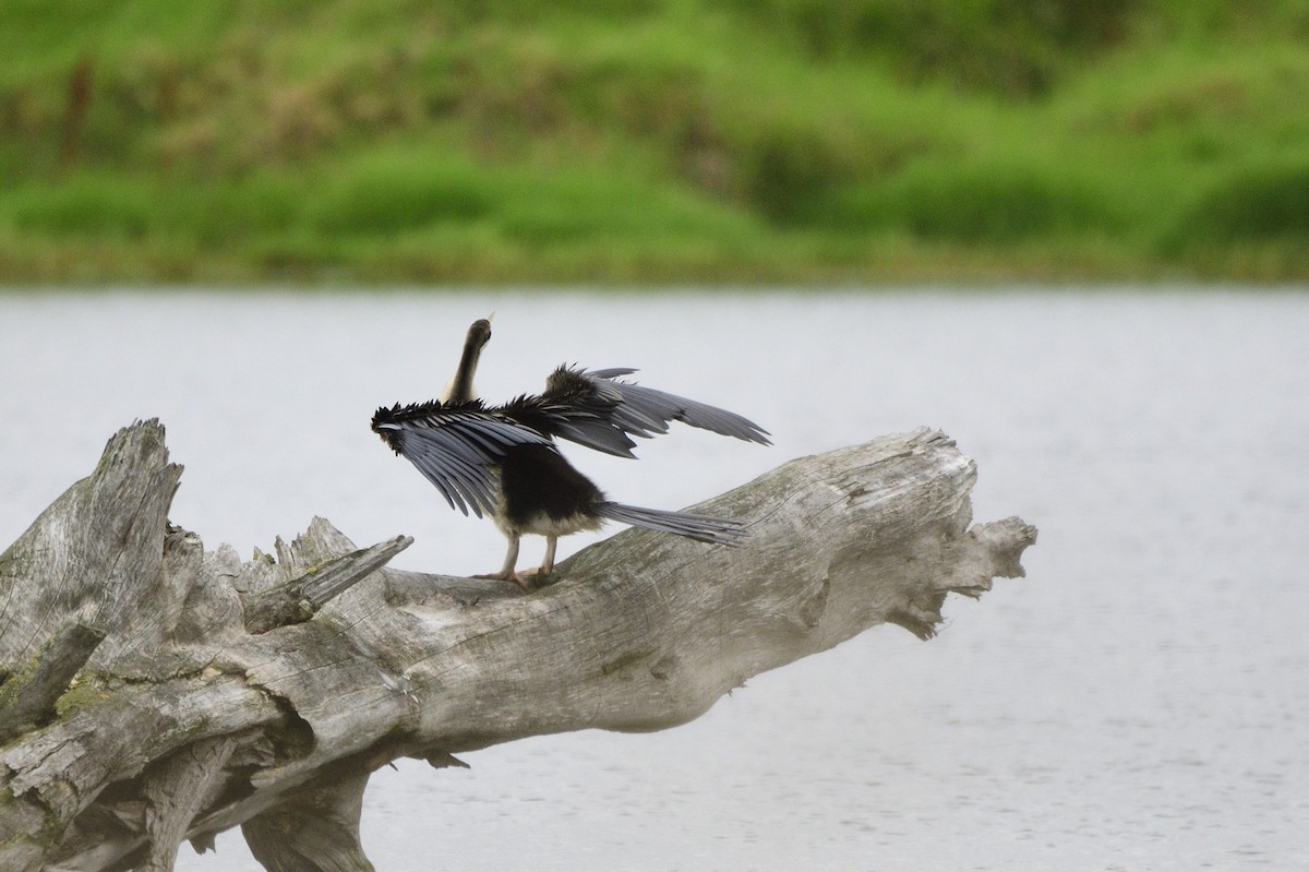 Australasian Darter - Ken Crawley