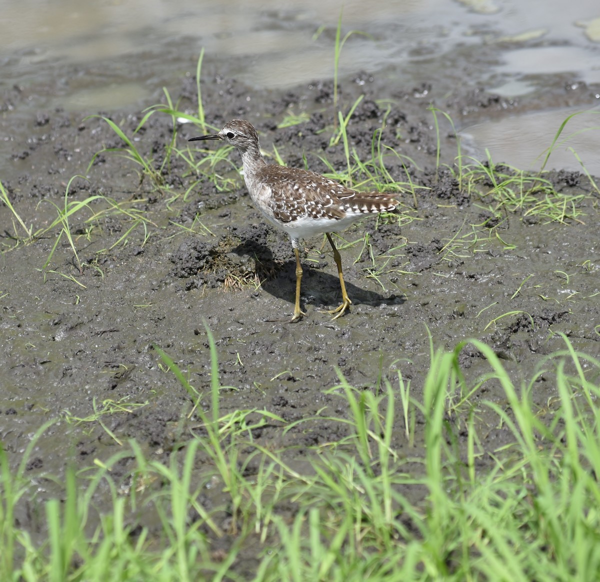 Wood Sandpiper - Chris Kieu