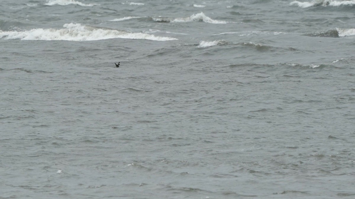 Common Nighthawk - Indira Thirkannad