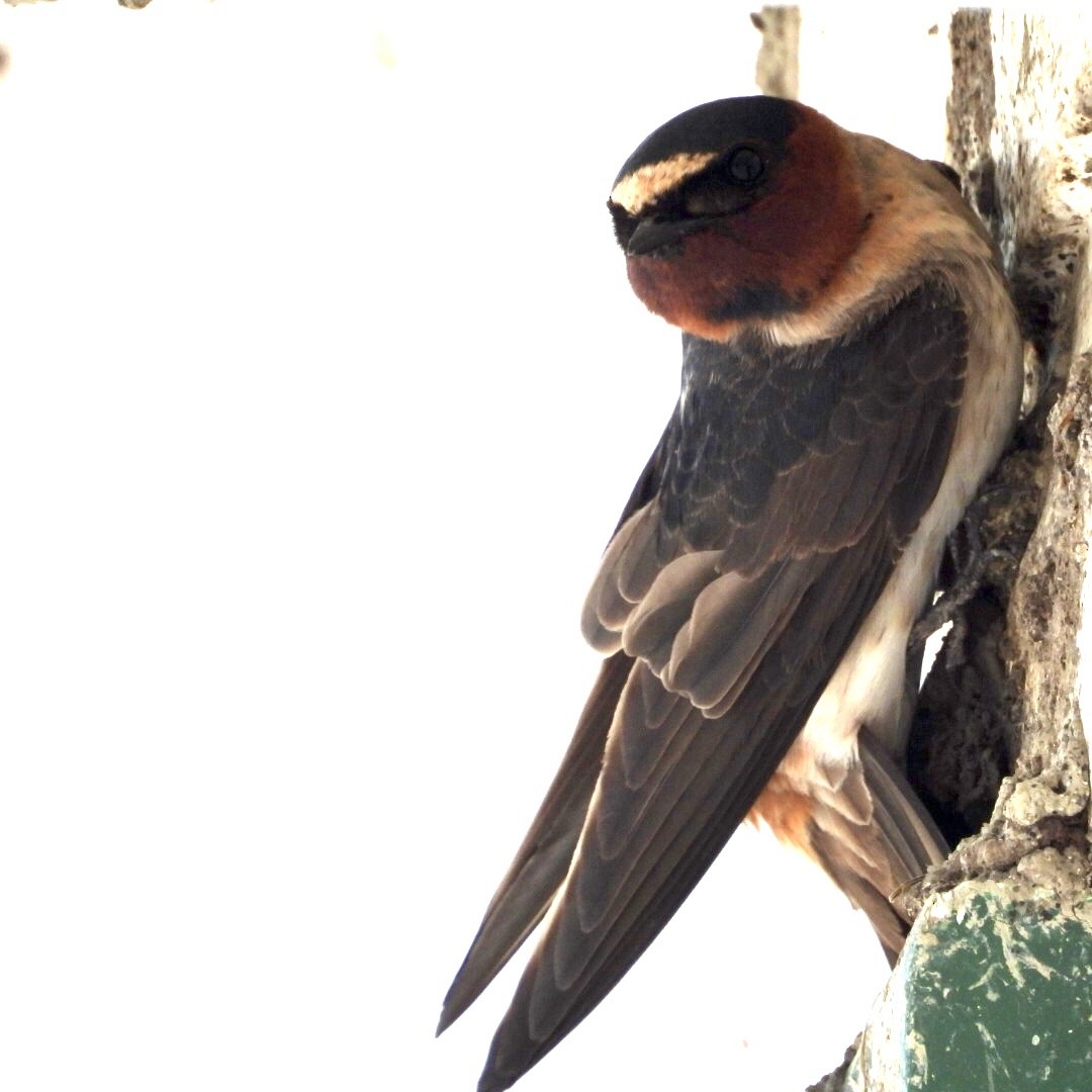 Cliff Swallow - Manon Guglia