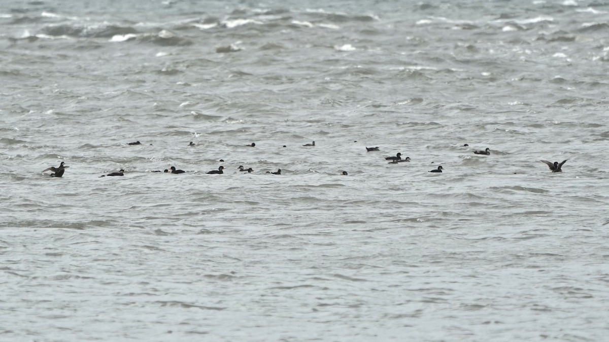 Black Scoter - Indira Thirkannad