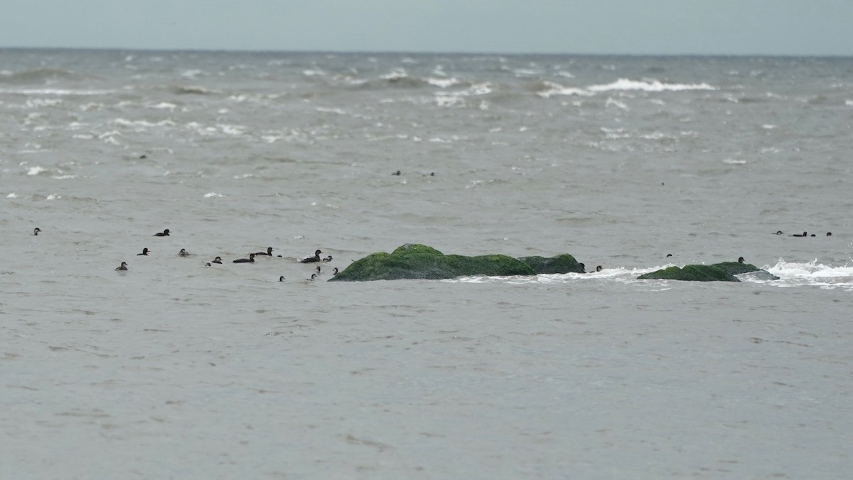 Black Scoter - Indira Thirkannad