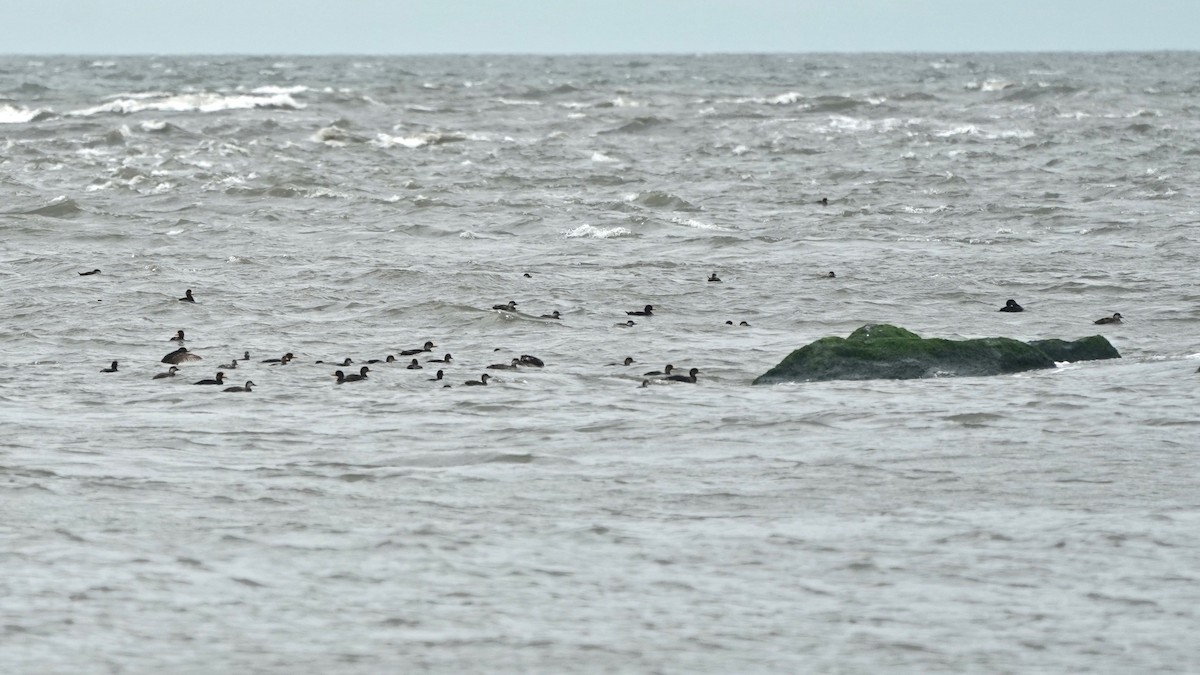 Black Scoter - Indira Thirkannad